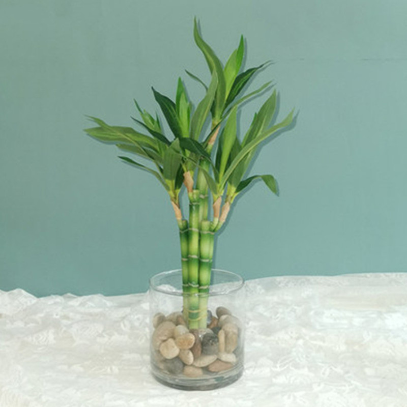 Dracaena Marginata - نبات البامبو الصناعي الجديد بطول 40