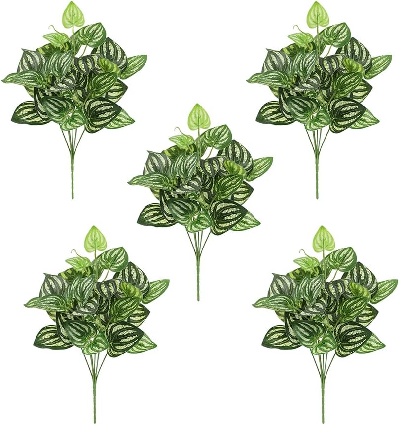Peperomia Watermelon - 5 قطعة نبات البطيخ Peperomia الاصطناعي