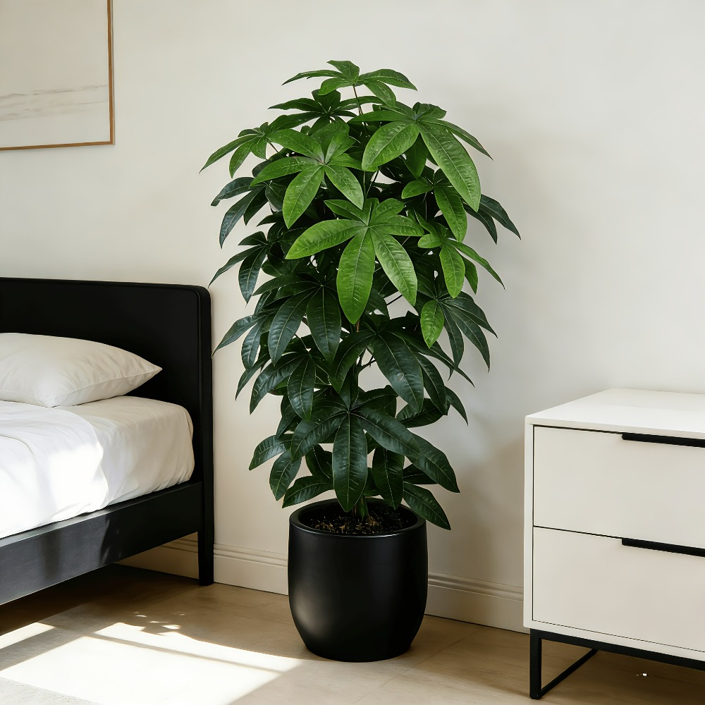 Dracaena Marginata - شجرة المال الاصطناعية (باشيرا أكواتيكا) مع