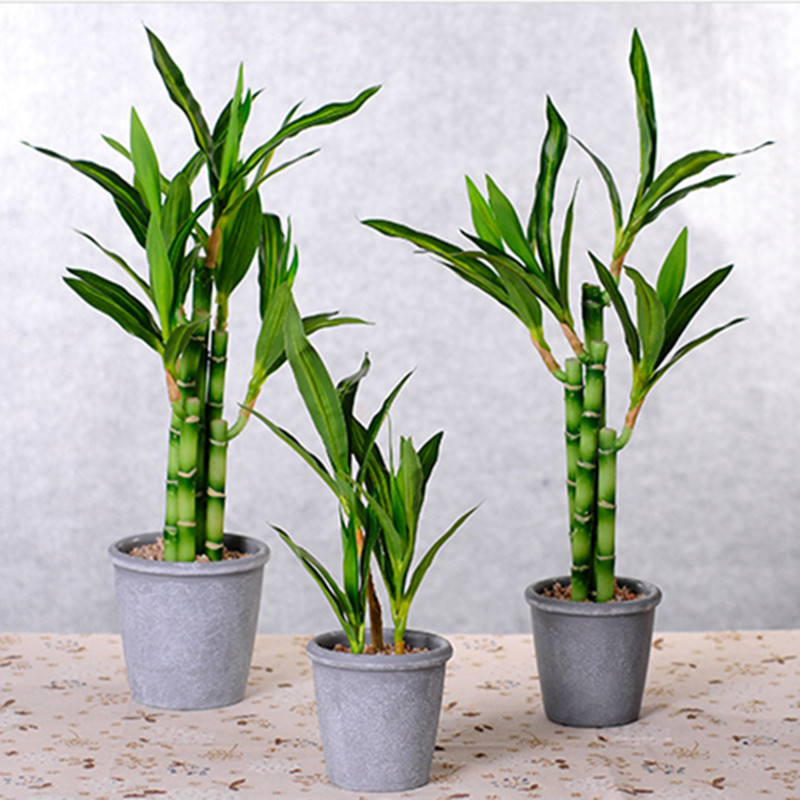 نبات البامبو الصناعي الجديد بط - مراجعة Dracaena Marginata وسعره