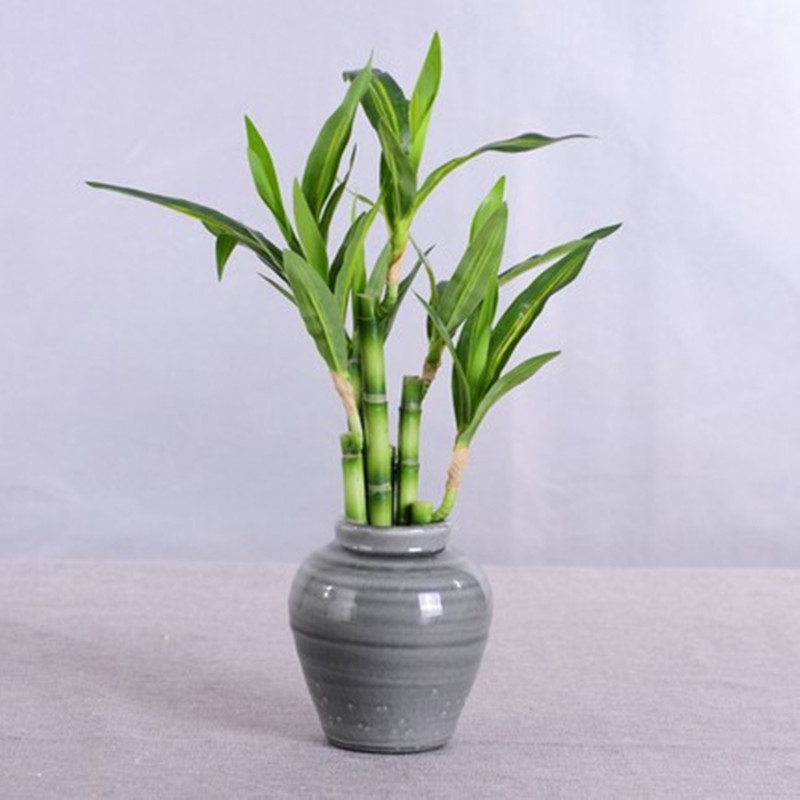 نبات البامبو الصناعي الجديد بط - مراجعة Dracaena Marginata وسعره