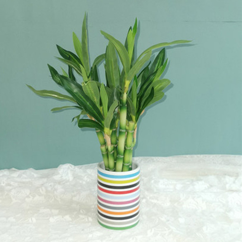 نبات البامبو الصناعي الجديد بط - مراجعة Dracaena Marginata وسعره