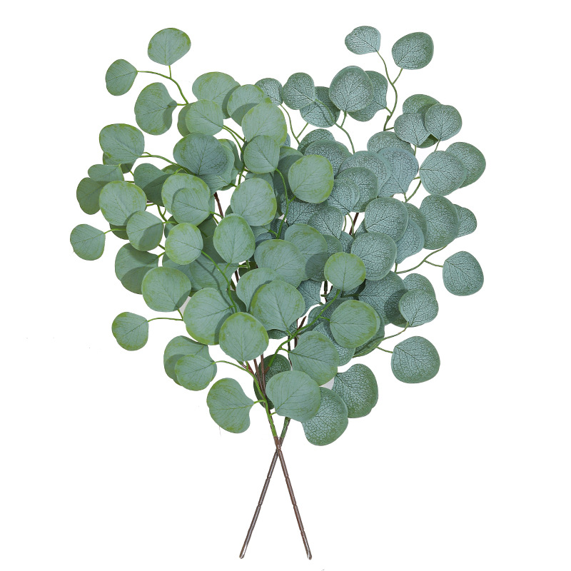 أوراق الكافور الكرمة النباتات  - مراجعة Dracaena Marginata وسعره