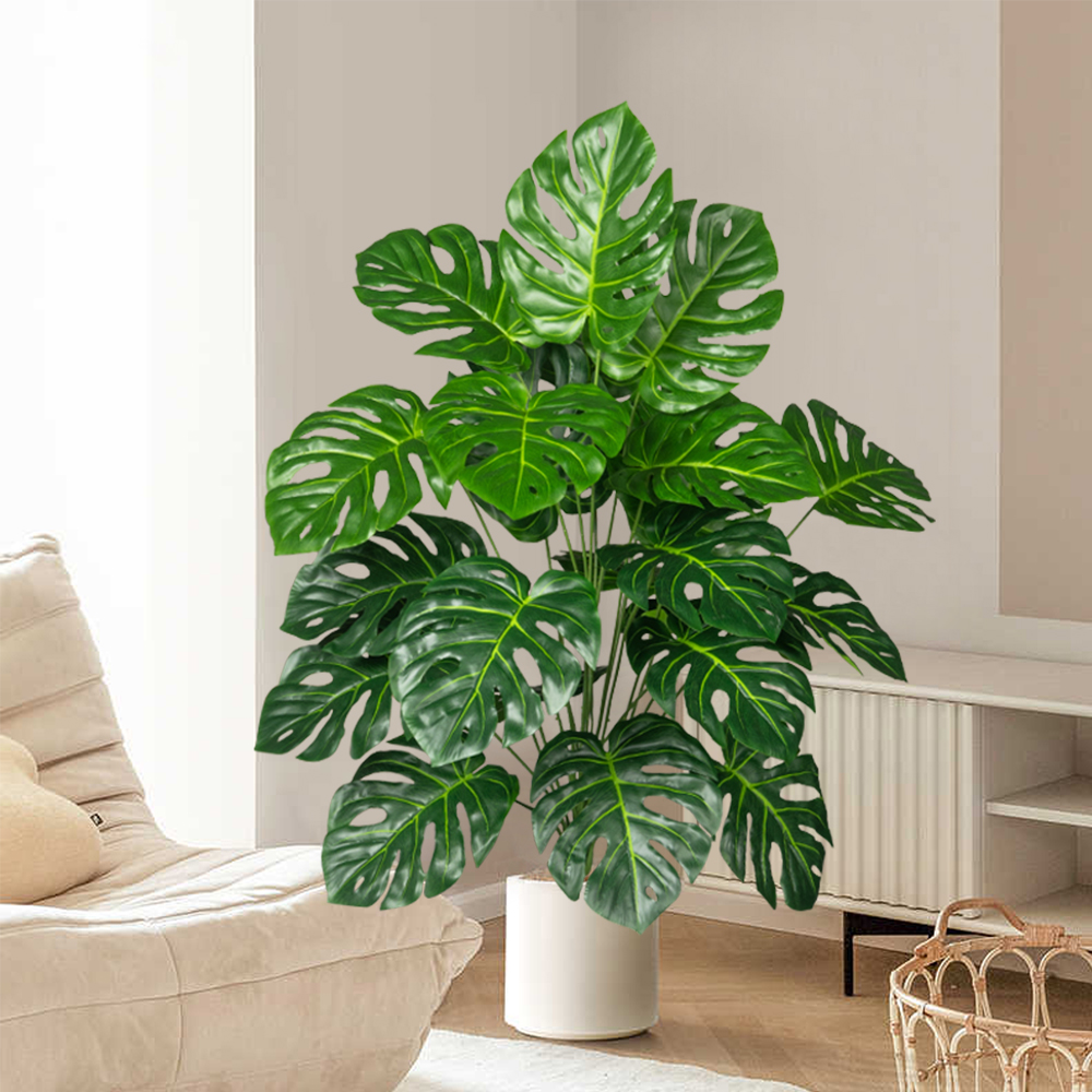 70-100 سنتيمتر شجرة Monstera ا - مراجعة Monstera Adansonii وسعره