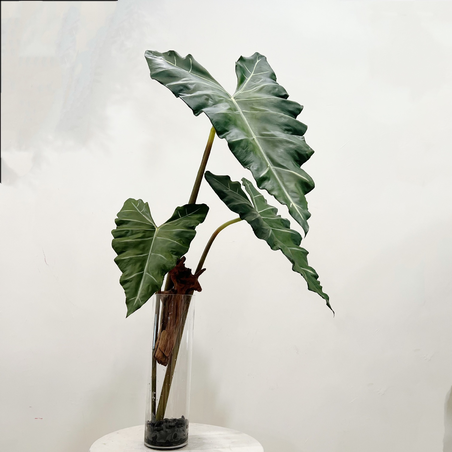 محاكاة طويلة بو اليد يشعر النب - مراجعة Dracaena Marginata وسعره
