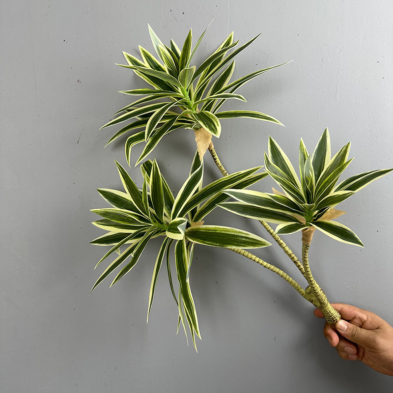 نباتات خضراء مقلدة 3 رؤوس زنبق - مراجعة Dracaena Marginata وسعره