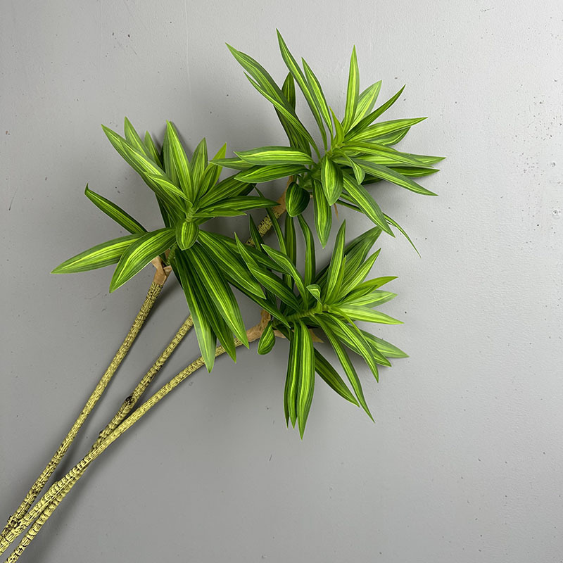 نباتات خضراء مقلدة 3 رؤوس زنبق - مراجعة Dracaena Marginata وسعره